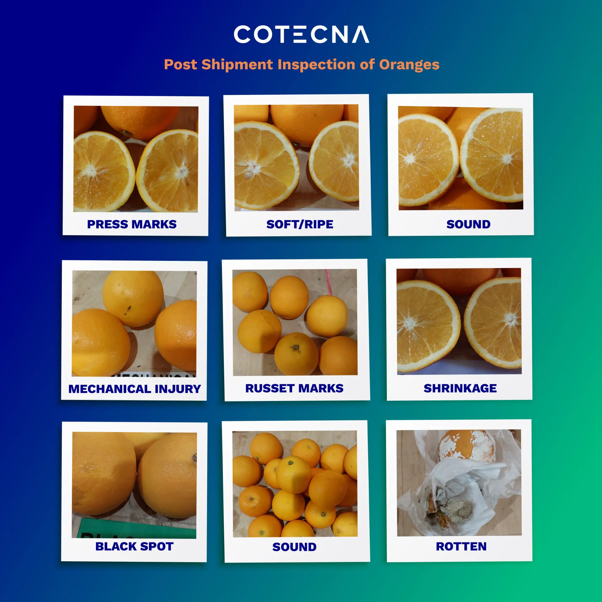 cotecna-india-oranges